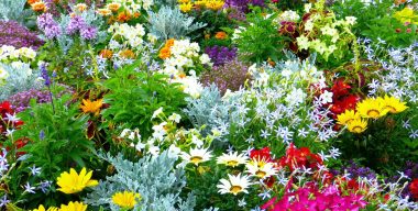 Flowergarden